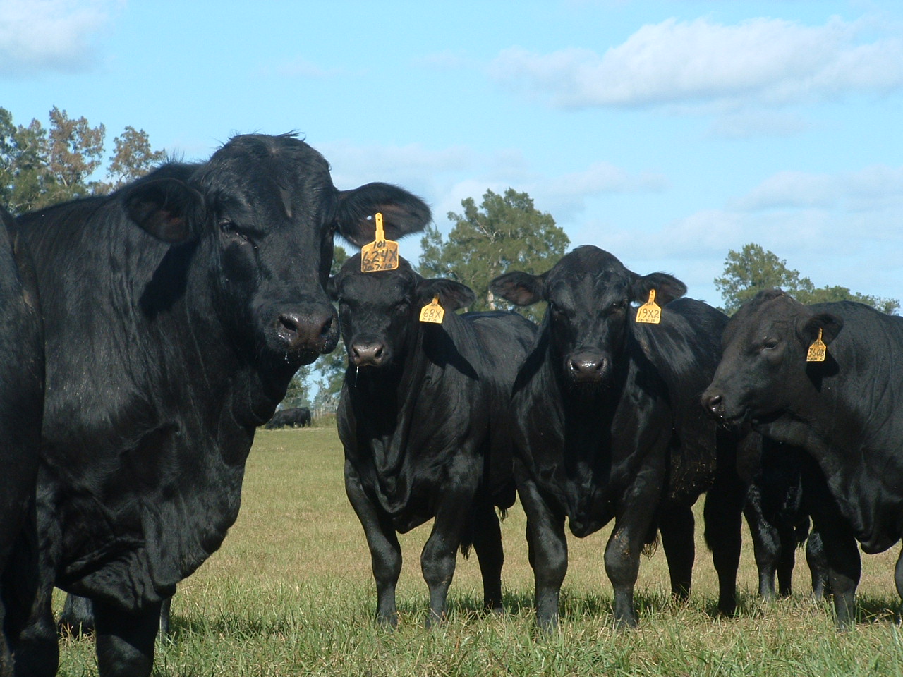 Brangus genetics available: Registered bulls
