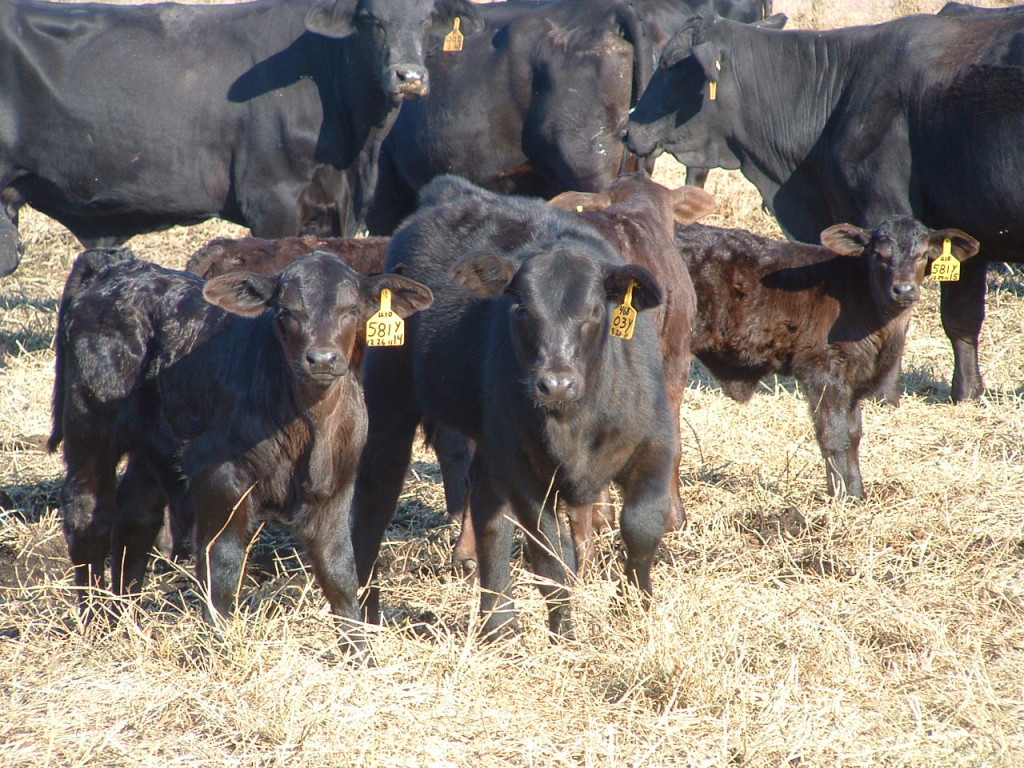 Registered calves