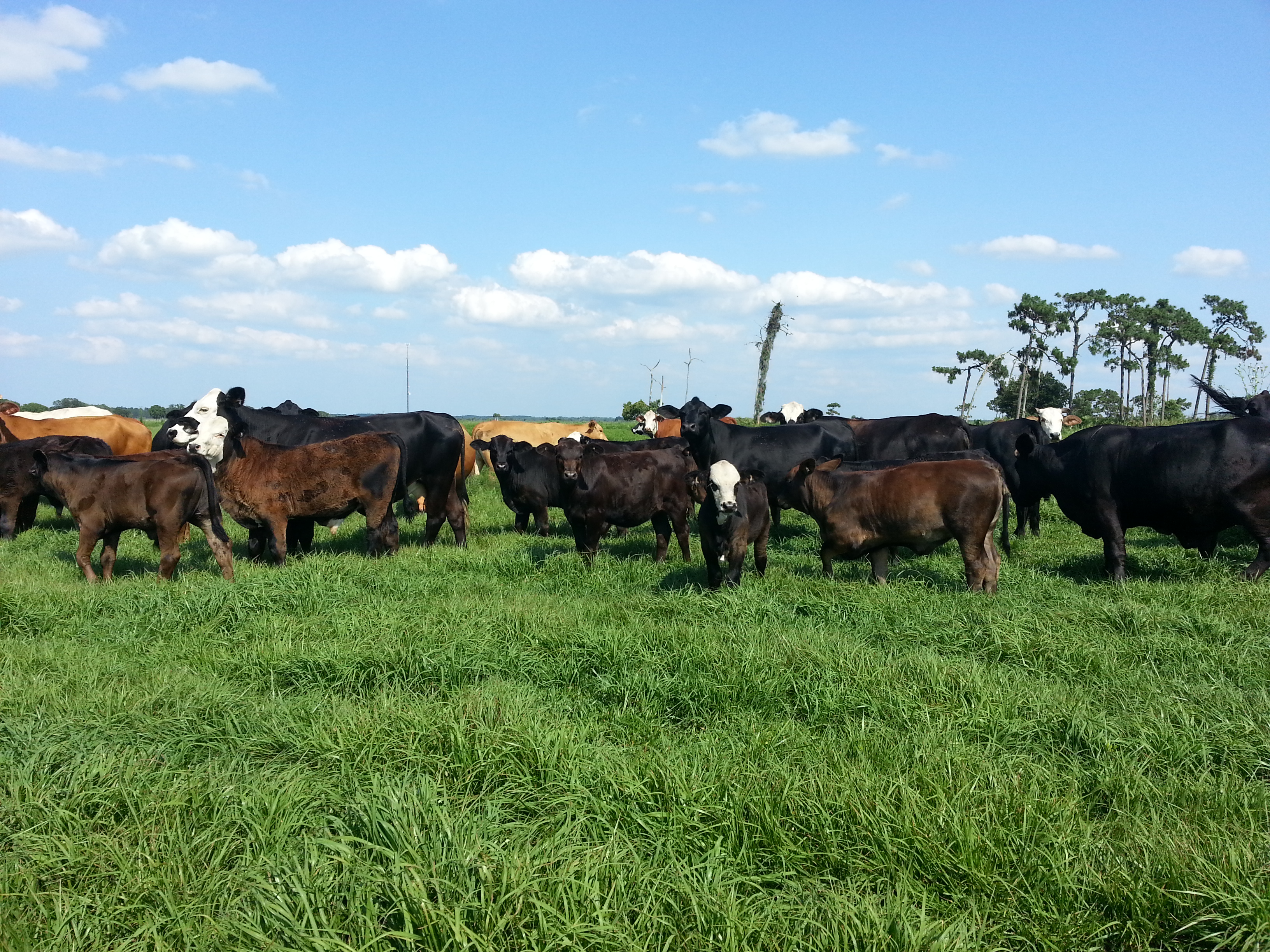 The Brangus Female: Commercial cows and calves