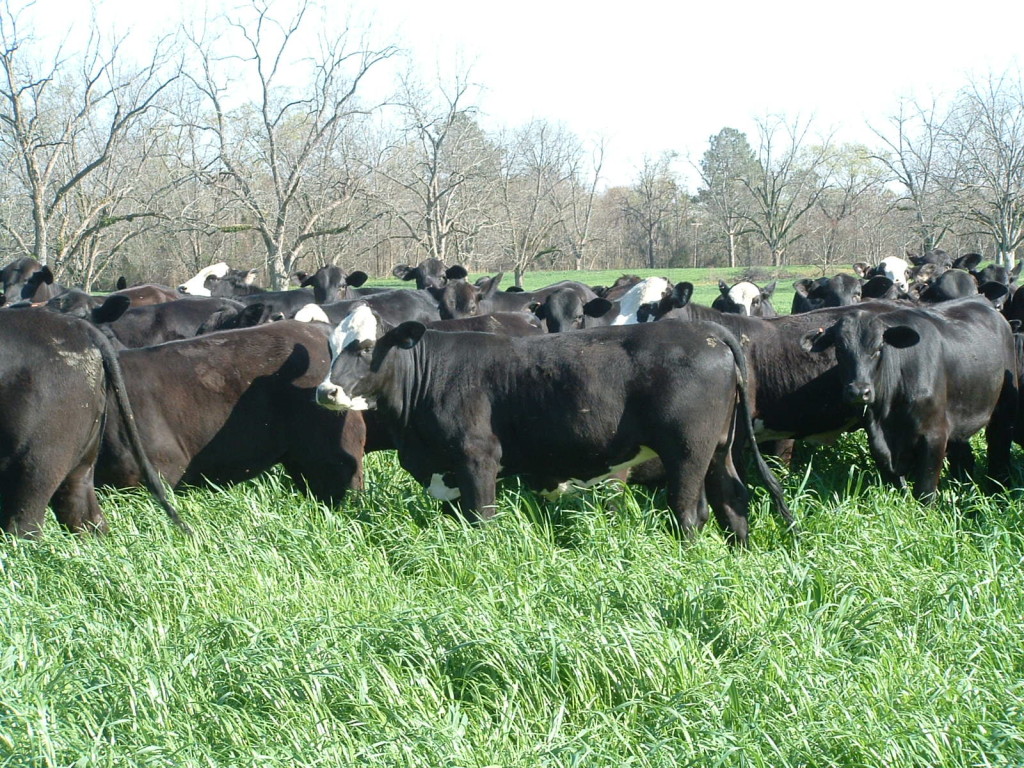 Commercial replacement heifers