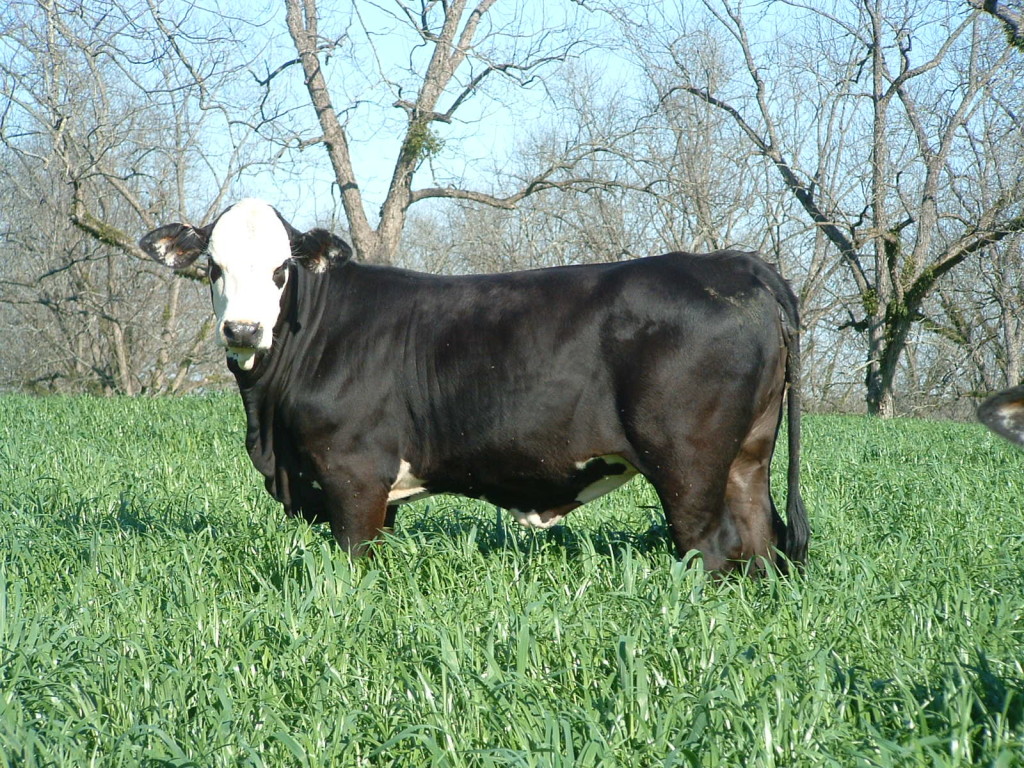 Commercial heifer
