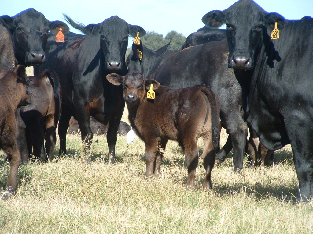Brangus Cattle in Florida: Registered cows and calf